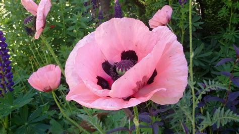 Pink poppy - Description. 28-32" tall x 24" wide (seed propagated). This rarely available variety brings a unique color to the late spring garden with its large black-eyed, light coral-pink flowers. A strong, long-lived plant, 'Coral Reef' is more of a coral-pink color than salmon-pink 'Princess Louise'. But, hey, grow them both.